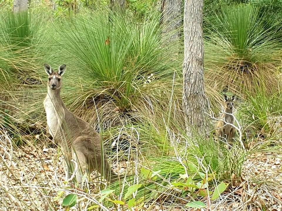 Bussells Bushland Cottages Margaret River Extérieur photo