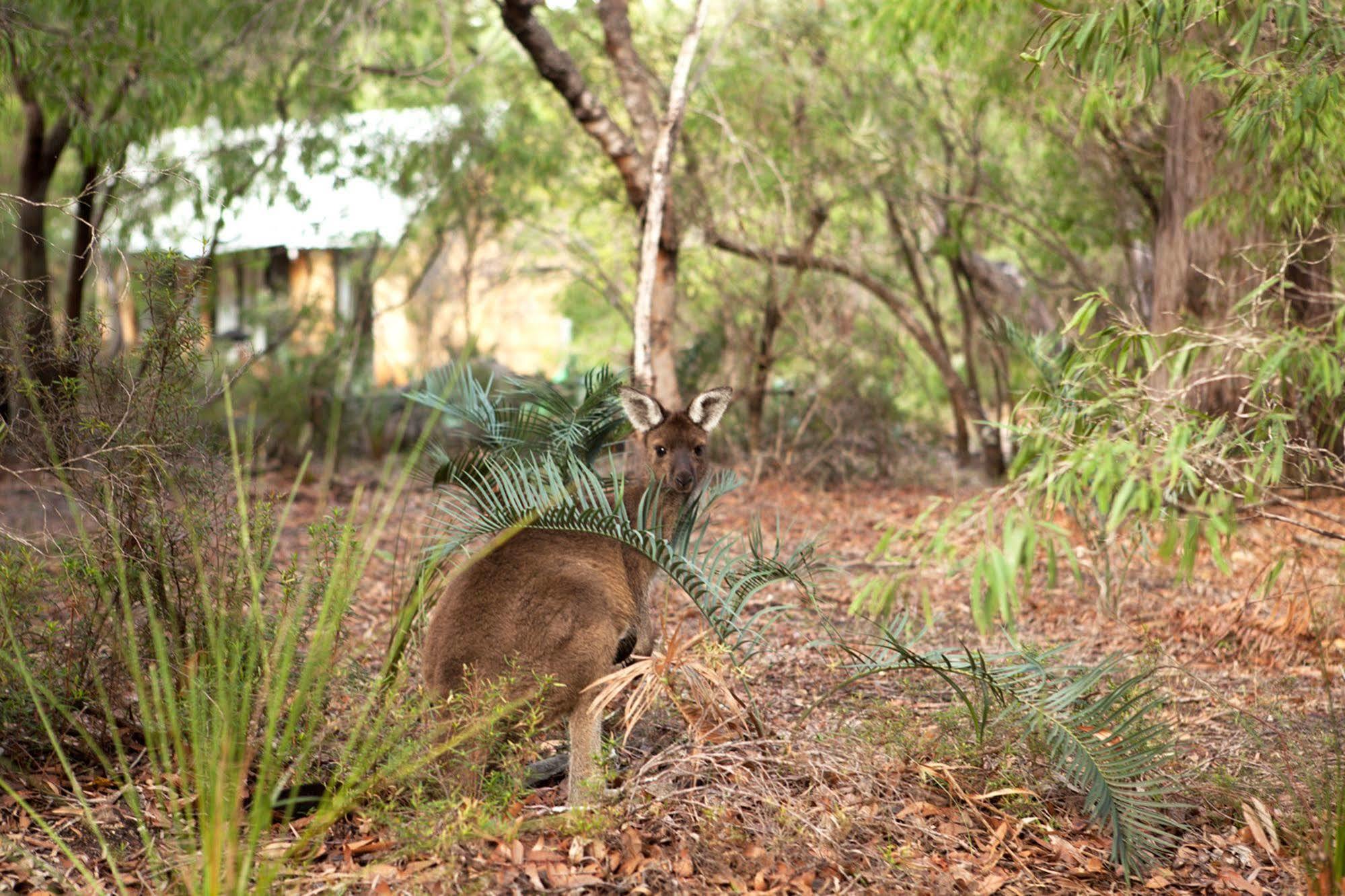 Bussells Bushland Cottages Margaret River Extérieur photo